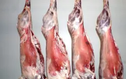 الدرك الملكي يحجز أكباشا مذبوحة كانت موجهة لعائلات بسلا