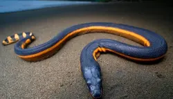 أفعى بحرية شديدة السمية تقتحم مياه العراق لأول مرة وتثير قلق الخبراء