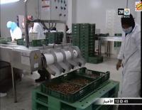 صناعة التمور بين الحاضر والمستقبل