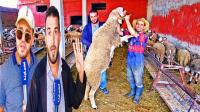 عيد بطعم الحزن: أسعار "الأضاحي" تلهب جيوب المغاربة و"الكسابة" يشتكون غلاء الأعلاف ويحذرون من القادم.. (فيديو)