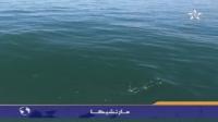 دلفين ضخم يتسلل إلى بحيرة مارتشيكا بالناظور