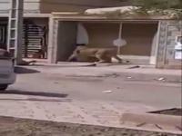 هذه حقيقة الأسد الذي ظهر في فيديو يتجول حرا بمدينة السعيدية