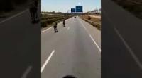 خطير: مجموعة من الحمير تسير وسط الطريق السيار المداري للدار البيضاء