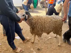 بعد “خليه يبعبع”.. نشطاء يطالبون بإرجاع دعم الكسابة بسبب غلاء الأضاحي