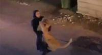 فيديو مثير...أسد هارب يتجول بشوارع الكويت وفتاة شابة تتدخل بشجاعة للسيطرة عليه