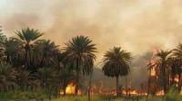 حريق مهول بمداشر طاطا و النيران تلتهم أشجار النخيل