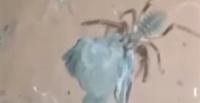 بالفيديو.. عنكبوت عملاق يصطاد طائرا ويأكله
