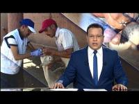 نفوق 65 رأس من الغنم بسبب مرض اللسان الأزرق بمراكش