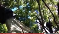 بالفيديو: تعرف على منزل الشجرة الأفخم في العالم