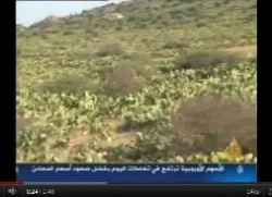  زراعة الصبار في المغرب