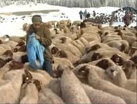 معاناة رعاة الأغنام بإفران وسط الثلوج