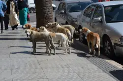 مع اقتراب "الكان" و"المونديال".. داء السعار يواصل حصد الأرواح في المغرب وقتل الكلاب الضالة يثير الجدل