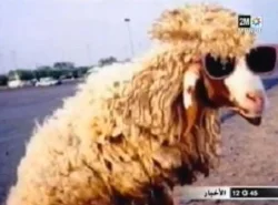 خروف العيد والكوميديا
