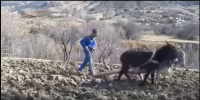 بعد فضيحة "فقاقير"...جمع كلمة "حمار" هي "أحمرة"في قناة جزائرية