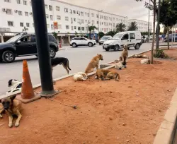 تزامنا مع الدخول.. أسراب من الكلاب الضالة تحتل شوارع الصخيرات وسط مخاوف من تكرار فاجعة "صباح"