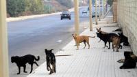 بالفيديو ..الحيوانات تسيطر على شوارع المدن الخالية نتيجة الحجر الصحي