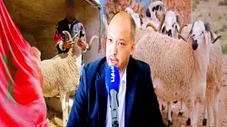 خبير يحذر.. اذا لم تتدخل الحكومة لدعم الكسابة فلن يجد المغاربة اللحوم في الأسواق