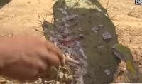 ما حقيقة مرض فاكهة "الهندية" الذي كثر الحديث عنه مؤخرا؟