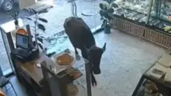 بالفيديو... بقرة تهاجم متجر حلويات في أذربيجان والشرطة تتدخل.