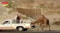 سبحان الخالق : شاهد رحمة الأم, ناقة تمنع صاحبها من أخذ صغيرها !!