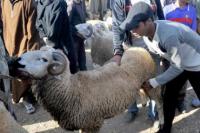 مجموعة "ما معيدينش" تدعو الى عدم الاحتفال بعيد الاضحى