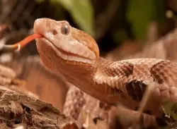 طفل يتعرض للدغة أفعى في حضانة والعائلة تتهم الإدارة بالتقصير