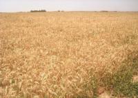 المغرب يخسر 6% من الحبوب