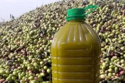 انهيار غير مسبوق في أسعار زيت الزيتون بالمغرب بعد موسمين من الغلاء