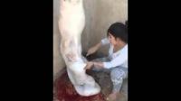 مغربية تسلخ "حولي" بطريقة احترافية