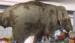 فيل "جائع" يقتحم متجراً في تايلاند ويلتهم الحلويات وسط ذهول المارة