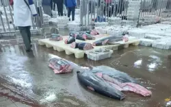 مراكش .. حقوقيون يطالبون بفتح تحقيق في اختلالات سوق السمك بالجملة ووقف التجارة غير المشروعة للأسماك المجمدة