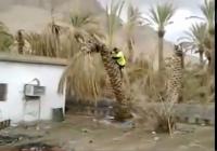 مقطع طريف يعرض أغرب طريقة لإسقاط نخلة