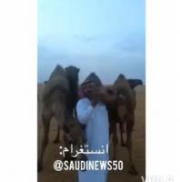 سعودي يتحدى "كورونا" ويستنشق أنفاس إبله