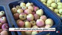 ميدلت .. انطلاق سلسلة إنتاج التفاح