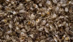 بق الفراش يتحوّل إلى شاهد جنائي: تقنية ماليزية مبتكرة تستخرج الحمض النووي من دم الضحية