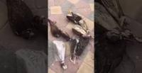 بالفيديو.. سعودي يضع صقورا حية في «الفريزر»