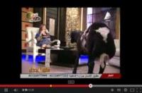 بالفيديو .. التلفزيون المصري يستضيف خروفًا بمناسبة عيد الأضحى