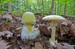 فطر قاتل يضرب كاليفورنيا.. وفيات وإصابات جماعية تُطلق تحذيرات عاجلة