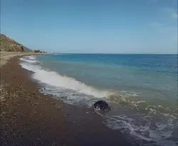 نفوق ثاني سلحفاة جلدية الظهر في أقل من 3 أيام يستنفر سلطات الحسيمة