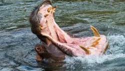 فرس نهر يبتلع مرشد سفاري ويحوّل نجاته إلى قصة أسطورية