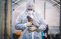 تحذير علمي: انفلونزا الطيور قد يتحول قريبا  الى جائحة عالمية