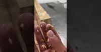 زبناء مطعم يرصدون صراصير بالطعام في السعودية (فيديو )