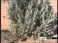 محاربة التصحر بفيكيك 