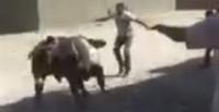 بالفيديو.. عجل ينطح رجلًا أثناء هروبه قبل الذبح