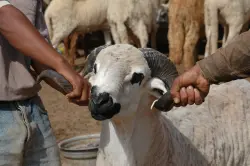 هل يودّع المغاربة الخروف "الرخيص" دون رجعة؟