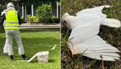 مشهد مروع.. نفوق عشرات الطيور بسبب تسمم جماعي غامض