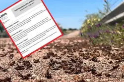يرقات الجراد المغربي تستنفر مسؤولي القطاع الفلاحي في إيطاليا