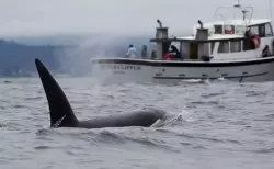 معجزة.. نجاة زوجين بعد 66 يوماً في المحيط الهادي إثر غرق يختهما بسبب الحيتان