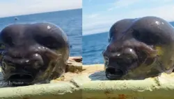 ظهور مخلوق بحري غريب يثير ضجة على مواقع التواصل