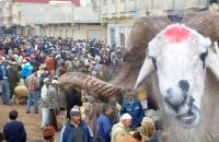 السلطات المغربية تعد حزمة من الإجراءات لتفادي تكرار "انتكاسة عيد الأضحى"
